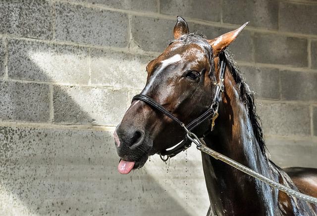 Brown Horse Getting Bathed