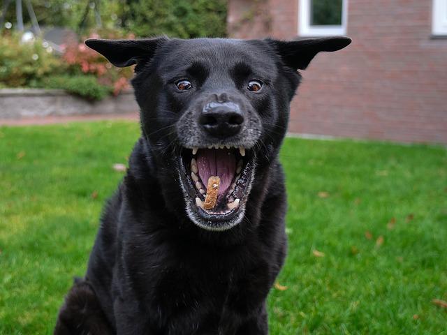 Black Dog Catching a Dog Treat Outside