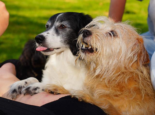 Two Dogs Begging for Treats