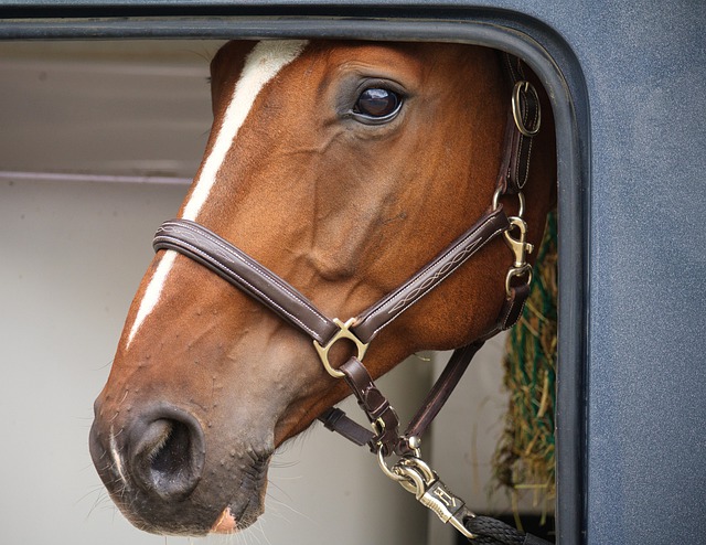 Brown and White Horse Looking out Trailer Window
