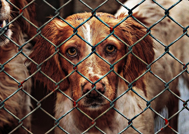 A dog in need looking through a wire fence