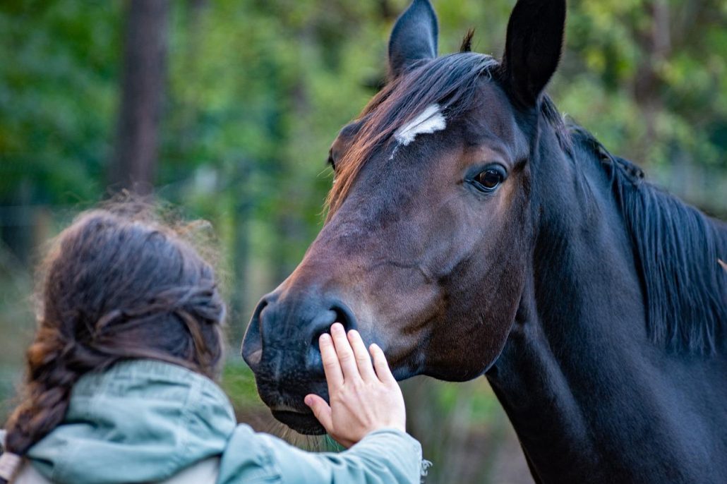 Large black horse approaching woman's hand