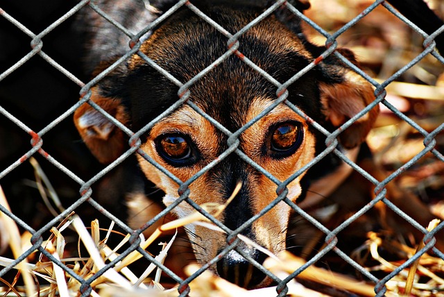 Brown and Black Dog Looking Through a Chain Link Fence Homeless Dog Looking through a Fence