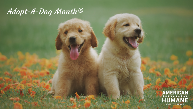 Announcement from American Humane for Adopt-A-Dog Month