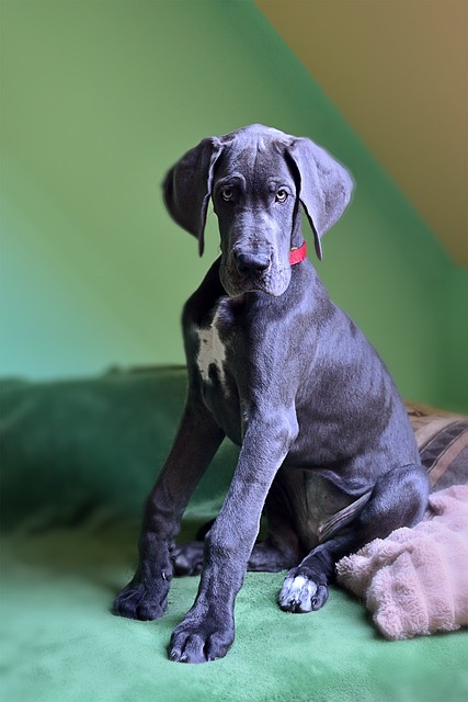A Gray Great Dane Puppy Sitting on a Blanket A Gray Great Dane Puppy Sitting on a Blanket