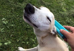 Happy Dog Being Brushed with the EquiGroomer Happy Dog Being Brushed with the EquiGroomer