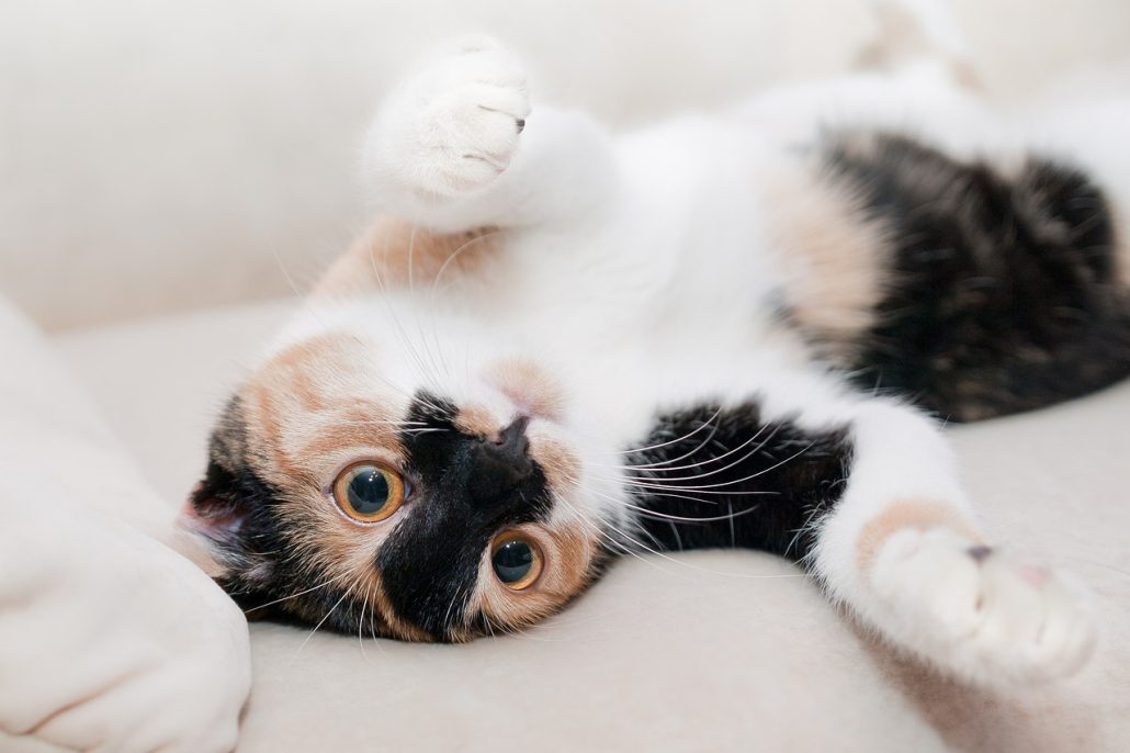 A calico cat laying on their back in a playful posture