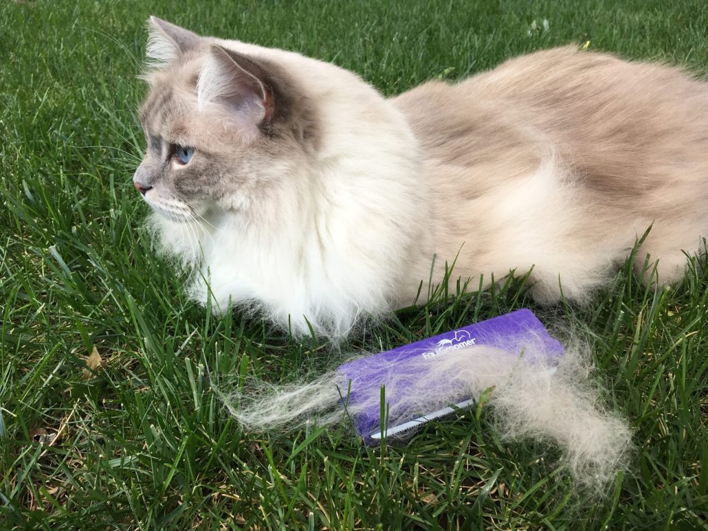 Light-colored cat laying on the grass