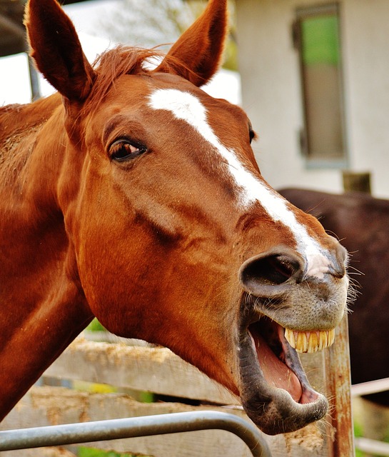 Brown Horse Breathing in More Air to Smell