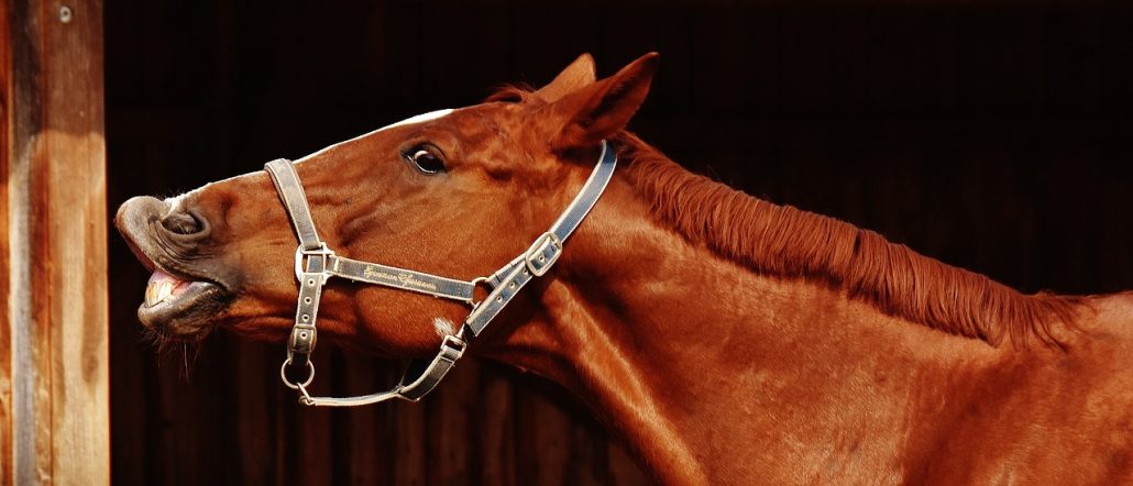 Brown horse wearing a halter neighing with his upper lip raised