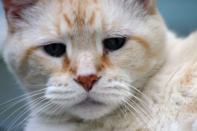 A Senior Cat Gazing at the Camera