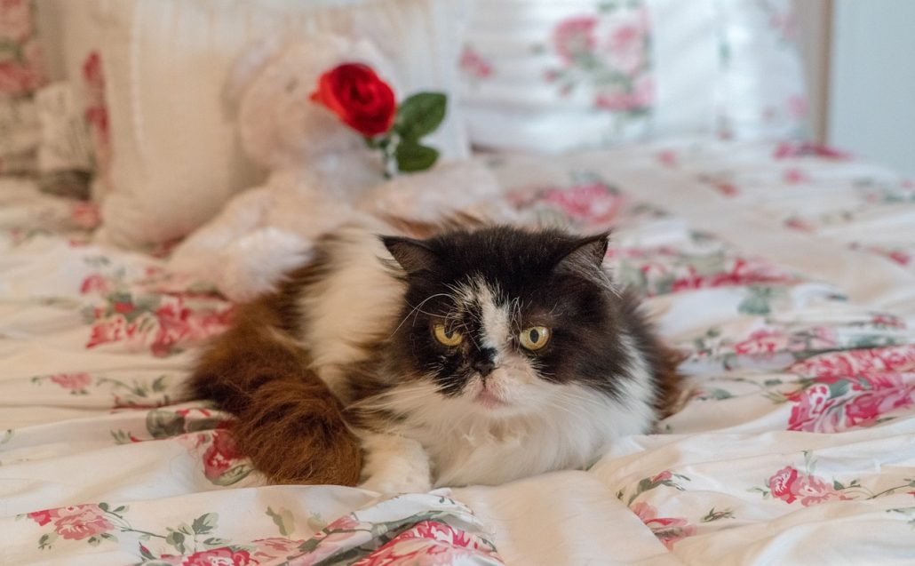 Large black and white cat with golden eyes laying on a comforter