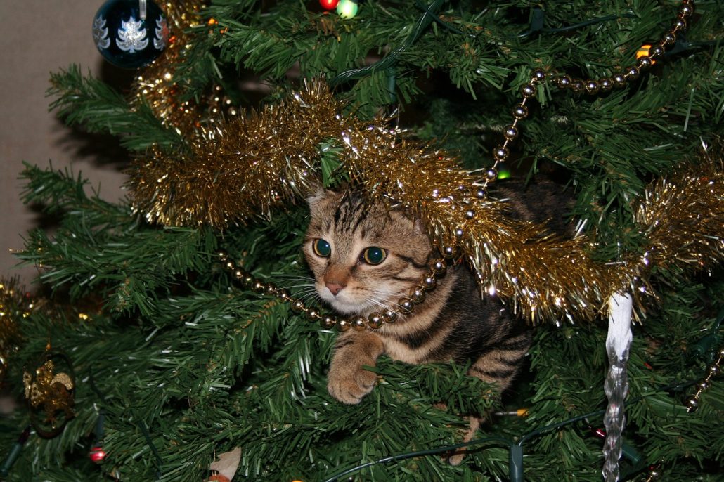 A small brown and black kitten climbing on the branches of a decorated Christmas Tree
