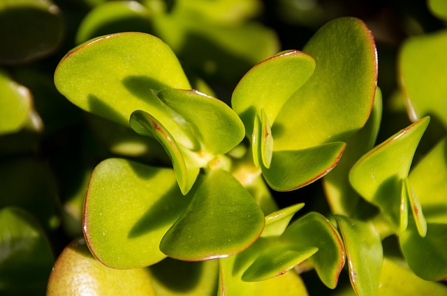 Close-up shot of a mature Jade plant