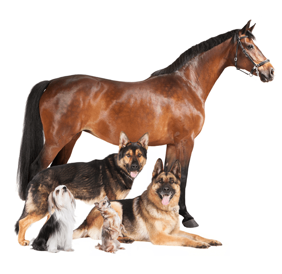 Horse and dogs