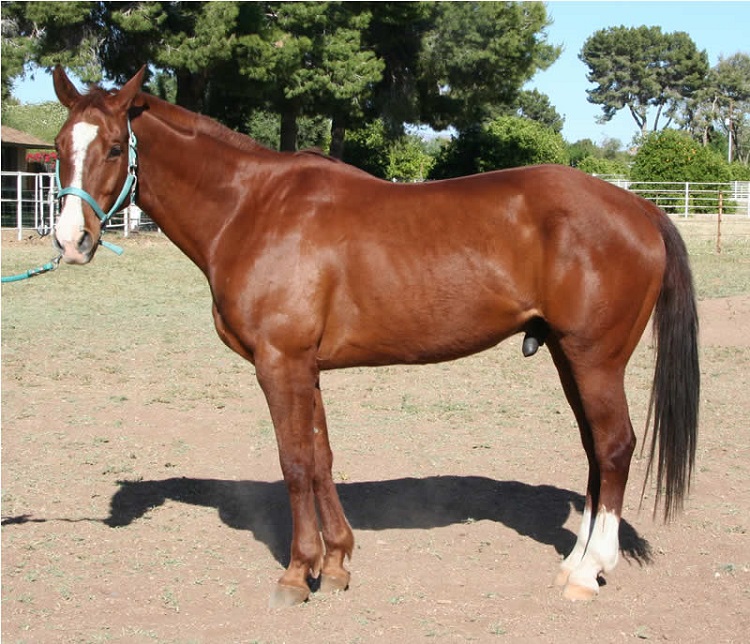 A beautiful Appendix Horse standing in a paddock