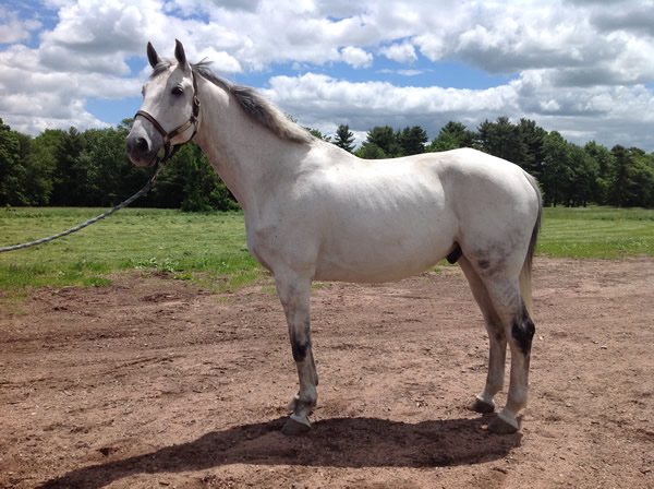 A large white horse in a field named Leo