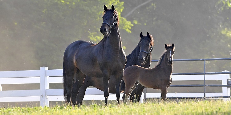 A Group of Morgan Horses standing in fenced pasture