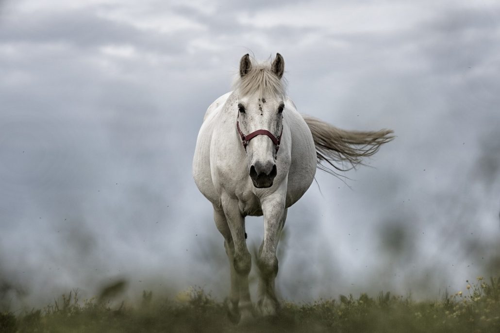 Large White Horse Coming Out of the Fog in an open Pasture Toward the Camera