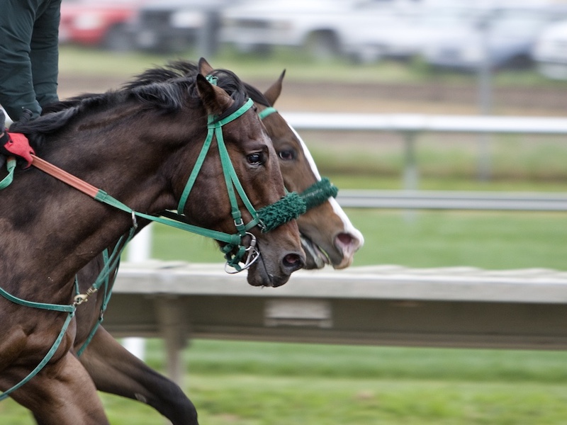 Two large brown horses racing with one winning by a nose