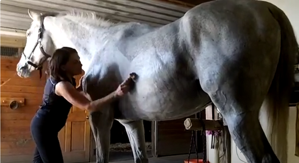 Woman Using the WaterWisk on Horse to Wisk Off Water