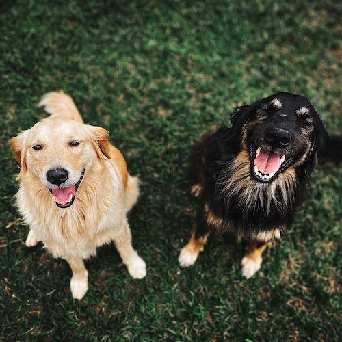 easygroomer-long-haired-dog-videos