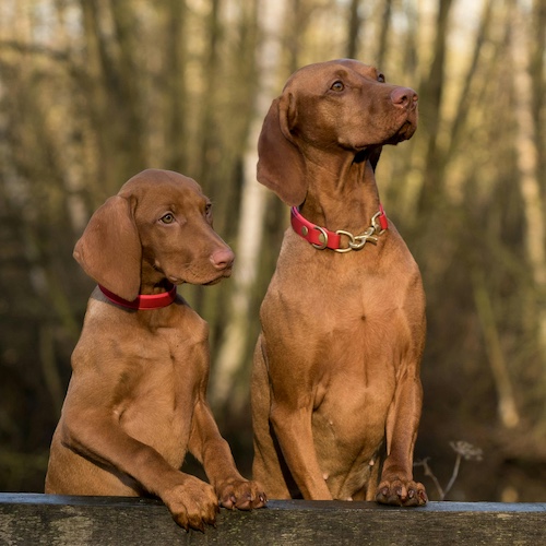 easygroomer-short-haired-dog-videos