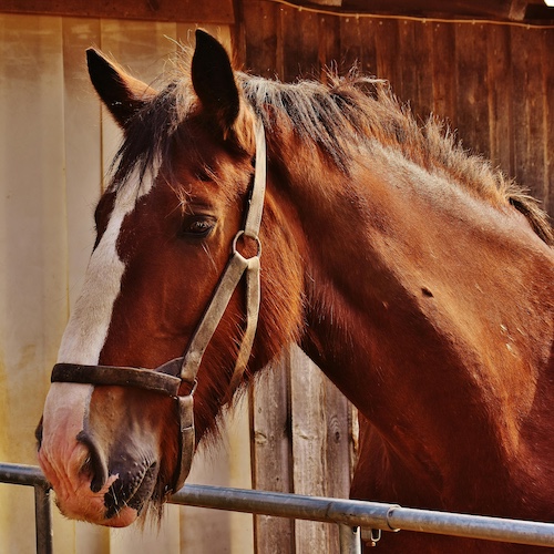 equigroomer horse demonstration videos