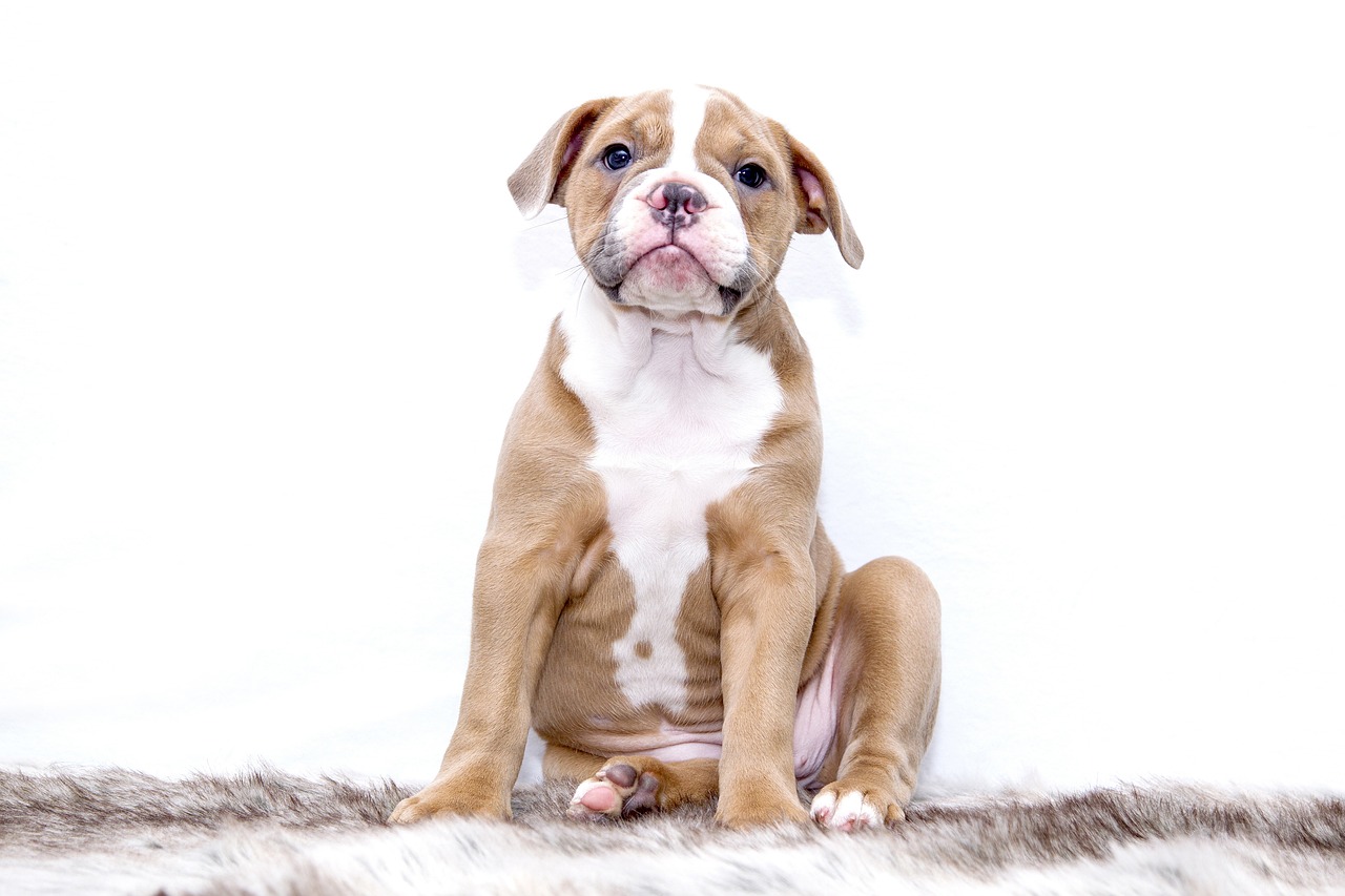Brown and White Bulldog puppy Sitting