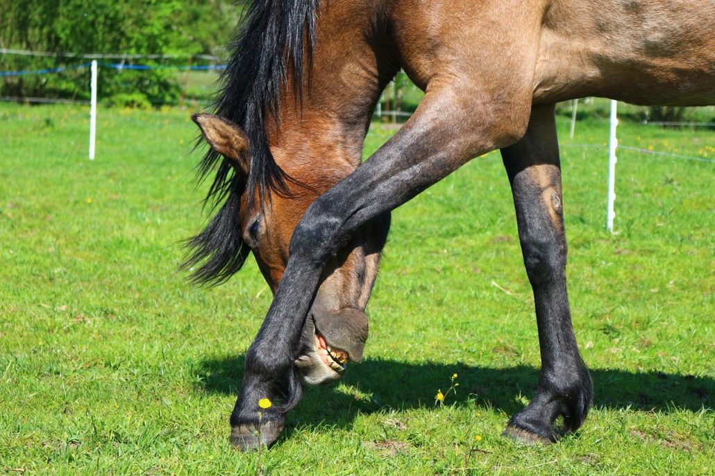A brown and black horse rubbing his face against his front leg