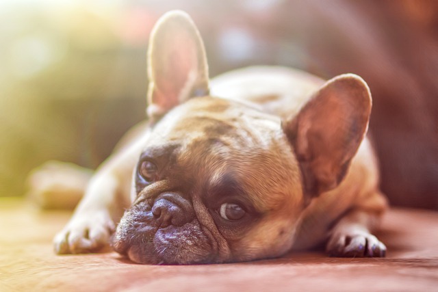 French Bulldog Laying on the Floor looking directly into the camera