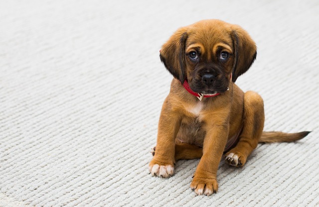 Small brown puppy with puppy eyes sitting on a white carpet and looking directly into the camera