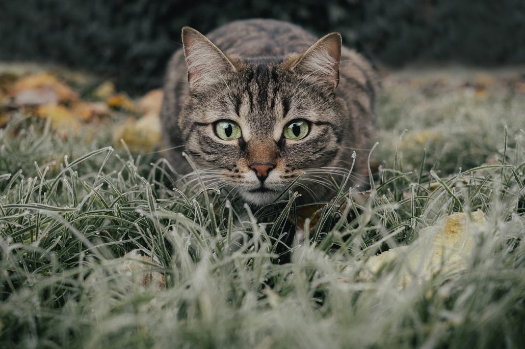 A Tabby Cat Crouching in Frosted Grass before Going After His Prey