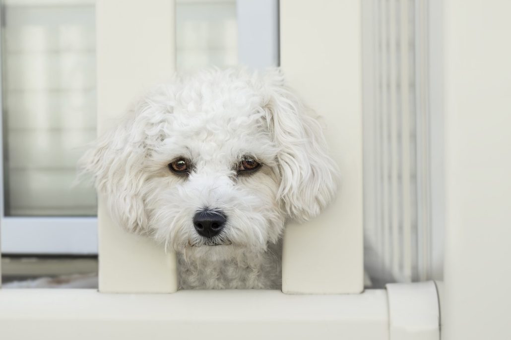 Small white dog looking through a white fence