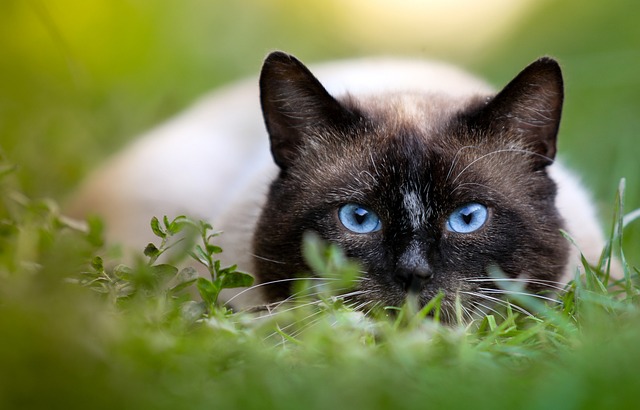 Siamese Cat Crouching in the Grass