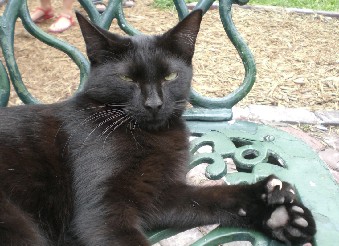 A black Hemingway cat sunning in the museum's garden