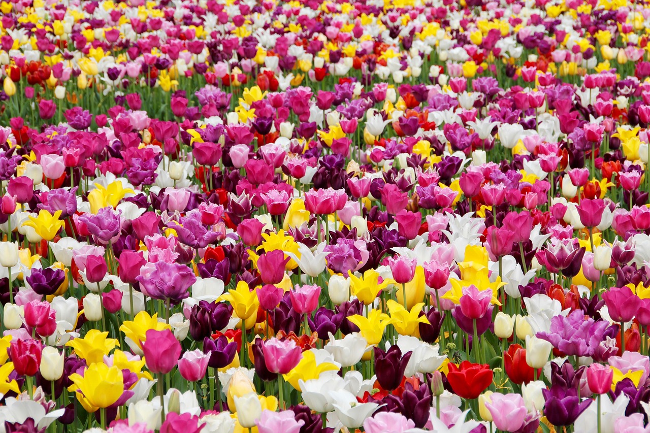 A field of tulips with various colors