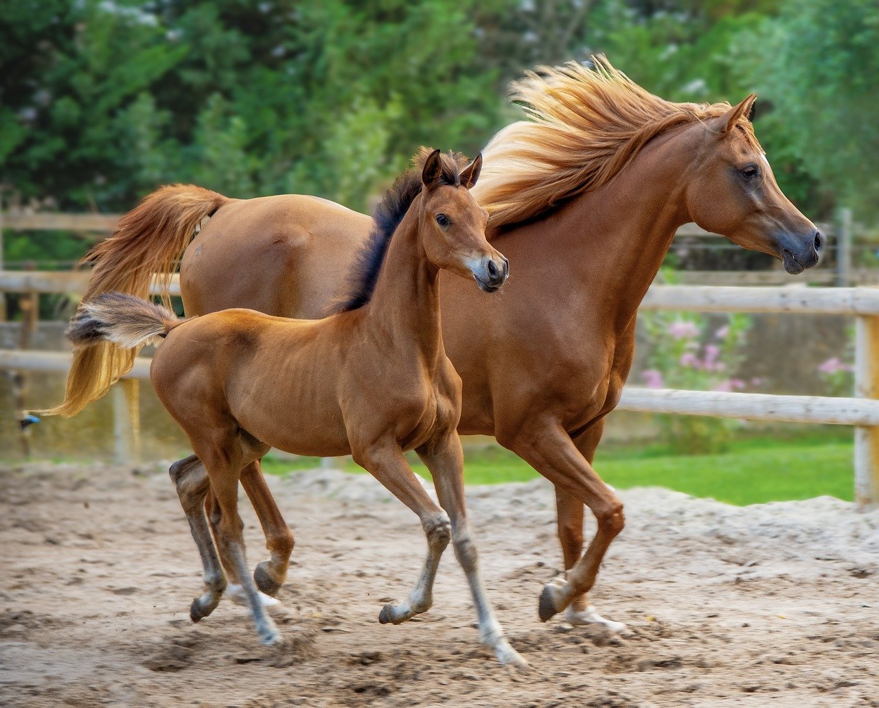 Brown Mare and Foal Running in a Paddock