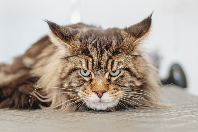A Large Cat With Green Eyes and an Intense Expression laying on the floor