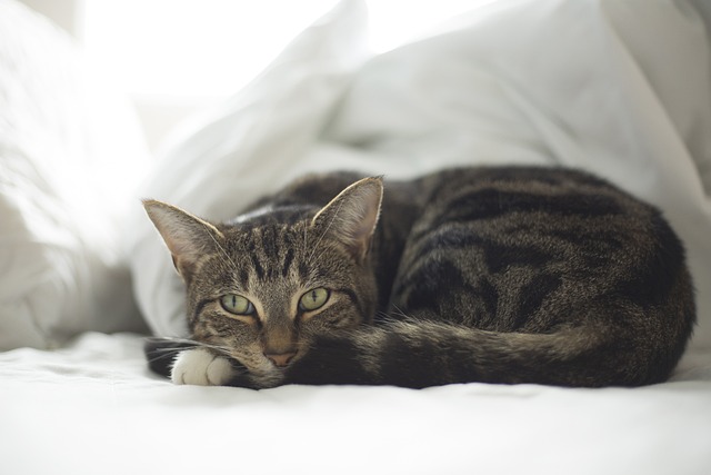 Small gray cat laying down and watching