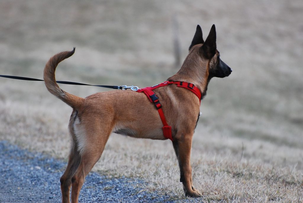 Medium Brown and Black dog pulling on a red harness
