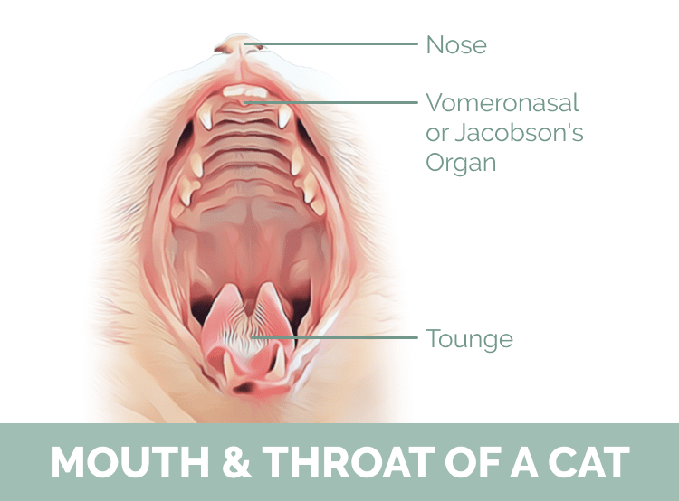 A close-up diagram of a cat's mouth including the Jacobson's Organ