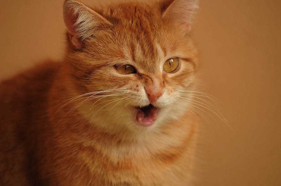 Orange Tabby Cat making a funny face