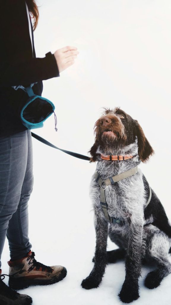 Woman offering a leashed dog who is sitting a treat