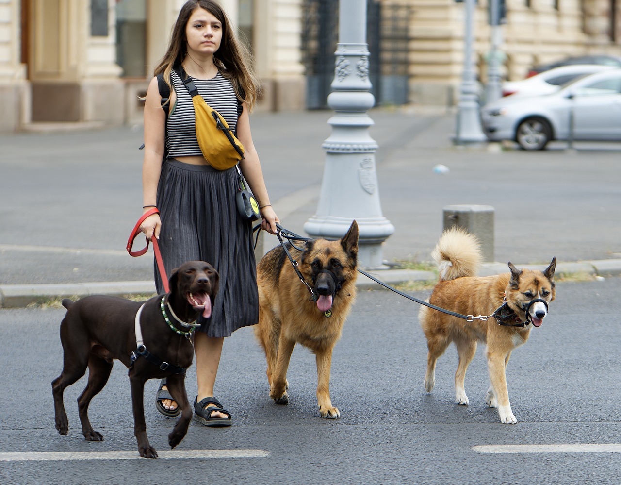 Young woman walking downtown with three large dogs