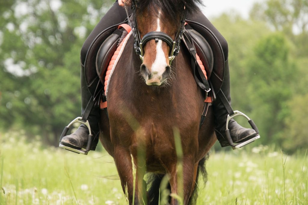 A horse and rider walking towards the camera in a field