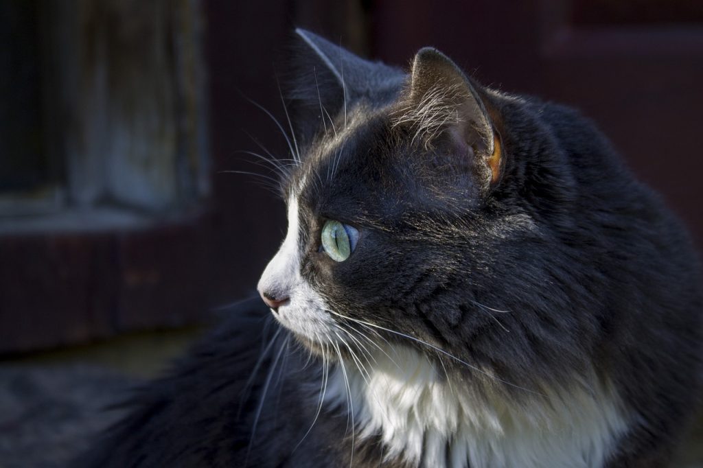 Cat with Green Eyes Focused on a Closed Door