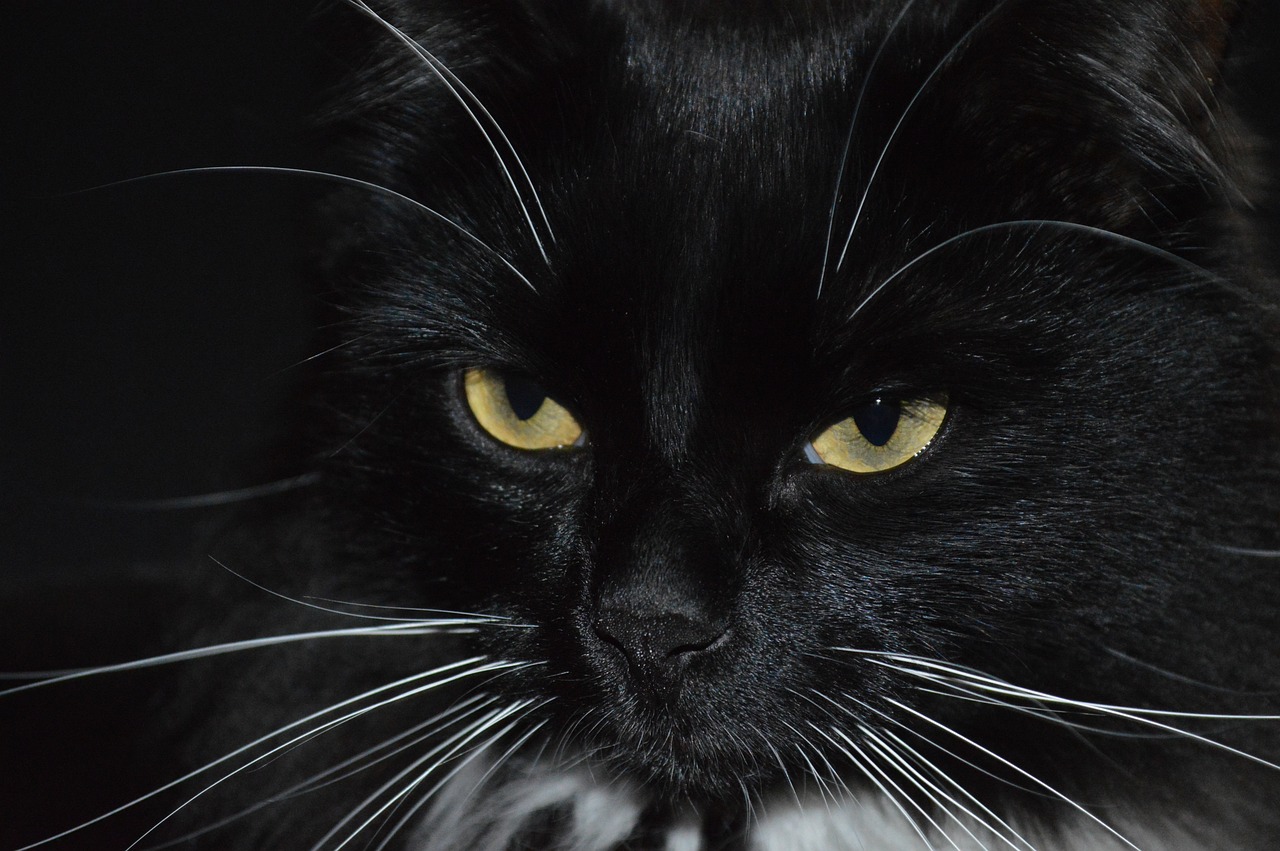 Large Black Cat with Golden Eyes Staring