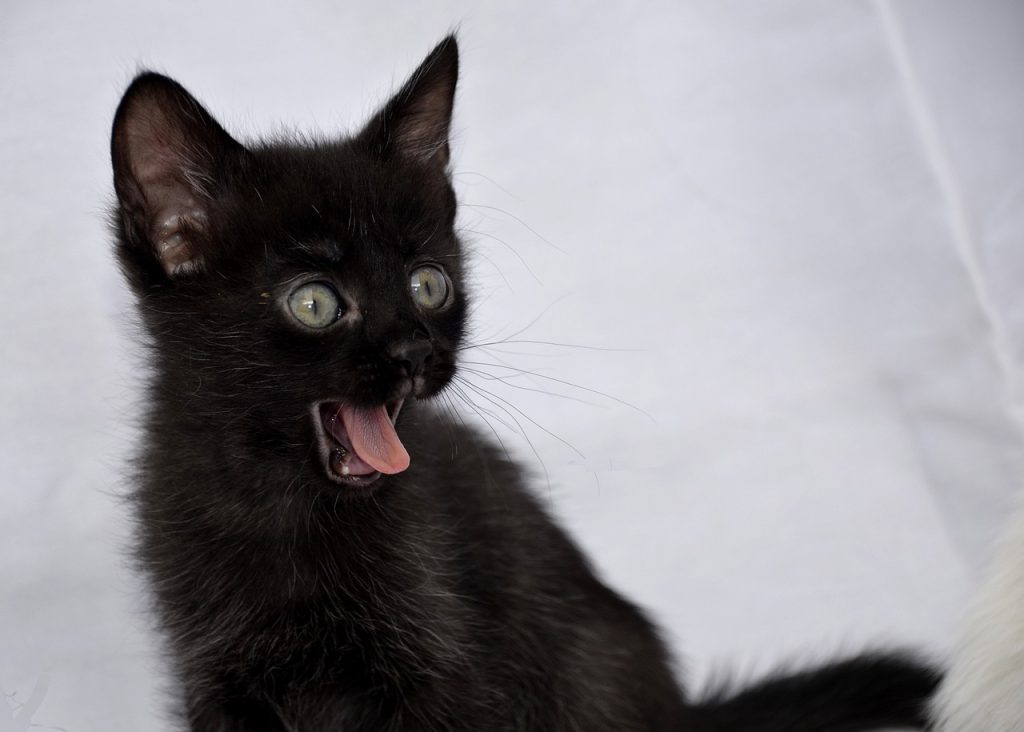 A small black kitten acting surprised with his tongue hanging out of his mouth