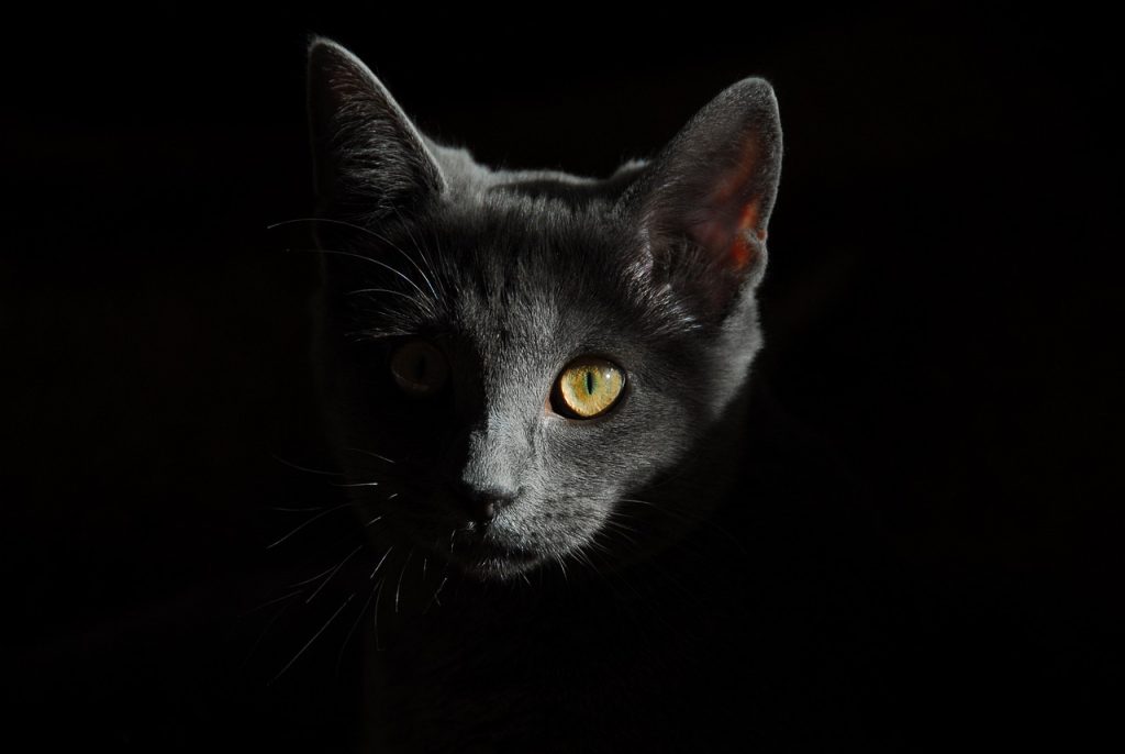 Small Black Cat with Golden Eyes Partially Hidden in the Dark